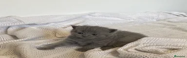 British Shorthair 3