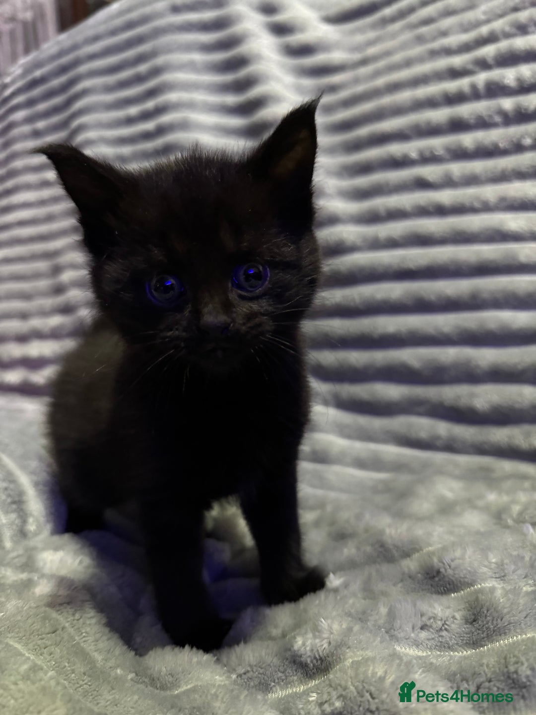 Mixed Breed cats for sale: British short hair cross Maine coon  - Advert 5