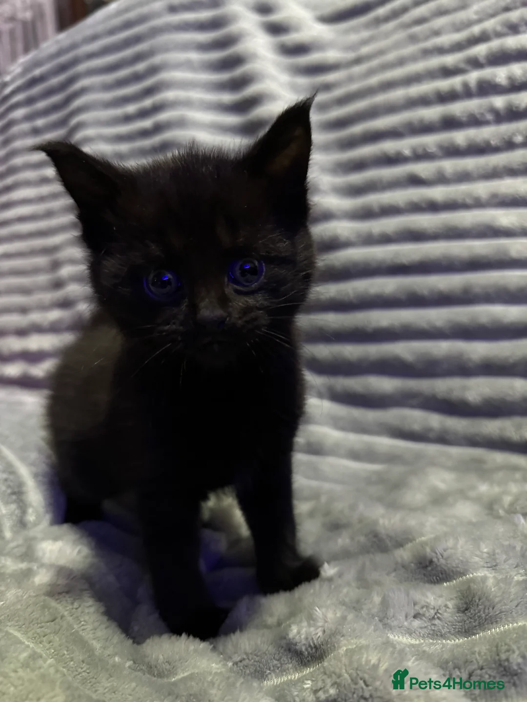 Mixed Breed cats for sale: British short hair cross Maine coon  - Advert 10