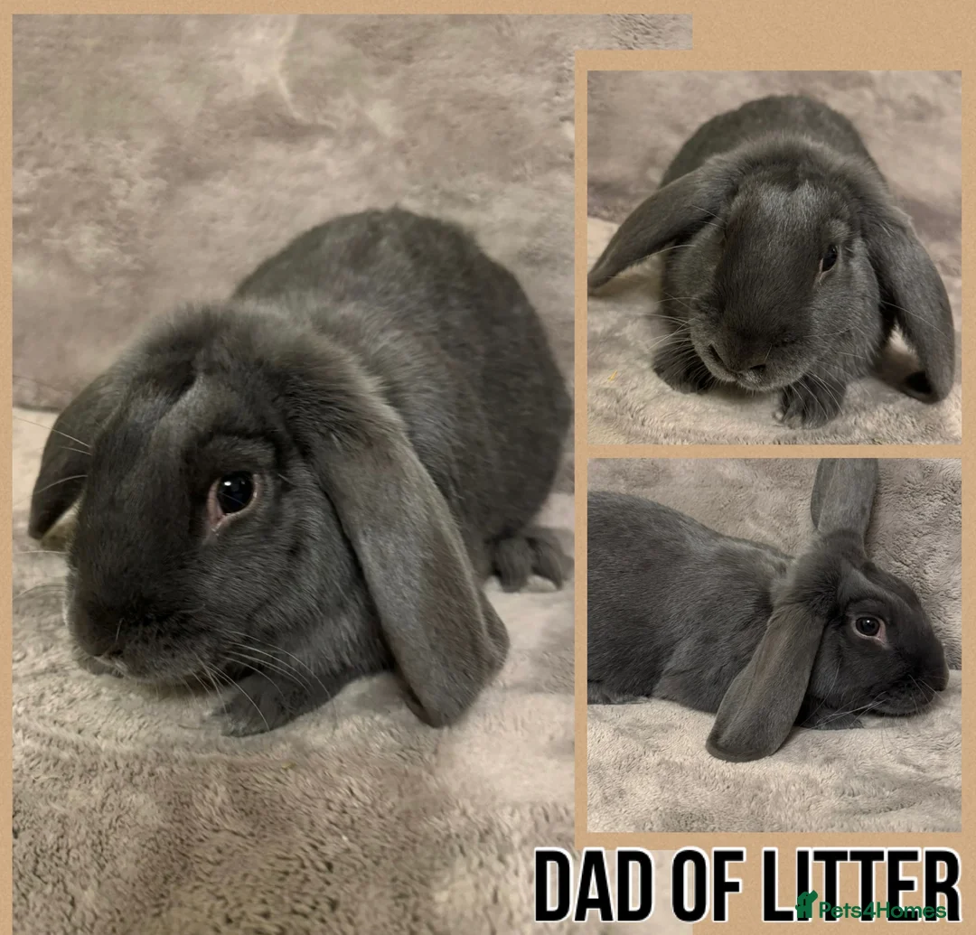 Dwarf Lop rabbits for sale: 6 Dwarf Lops & 4 Pedigree Netherland Dwarfs - Advert 16