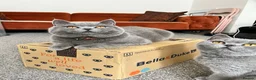 British Shorthair cats for sale: GCCF reg British Shorthair kittens ready to go now - Advert 20