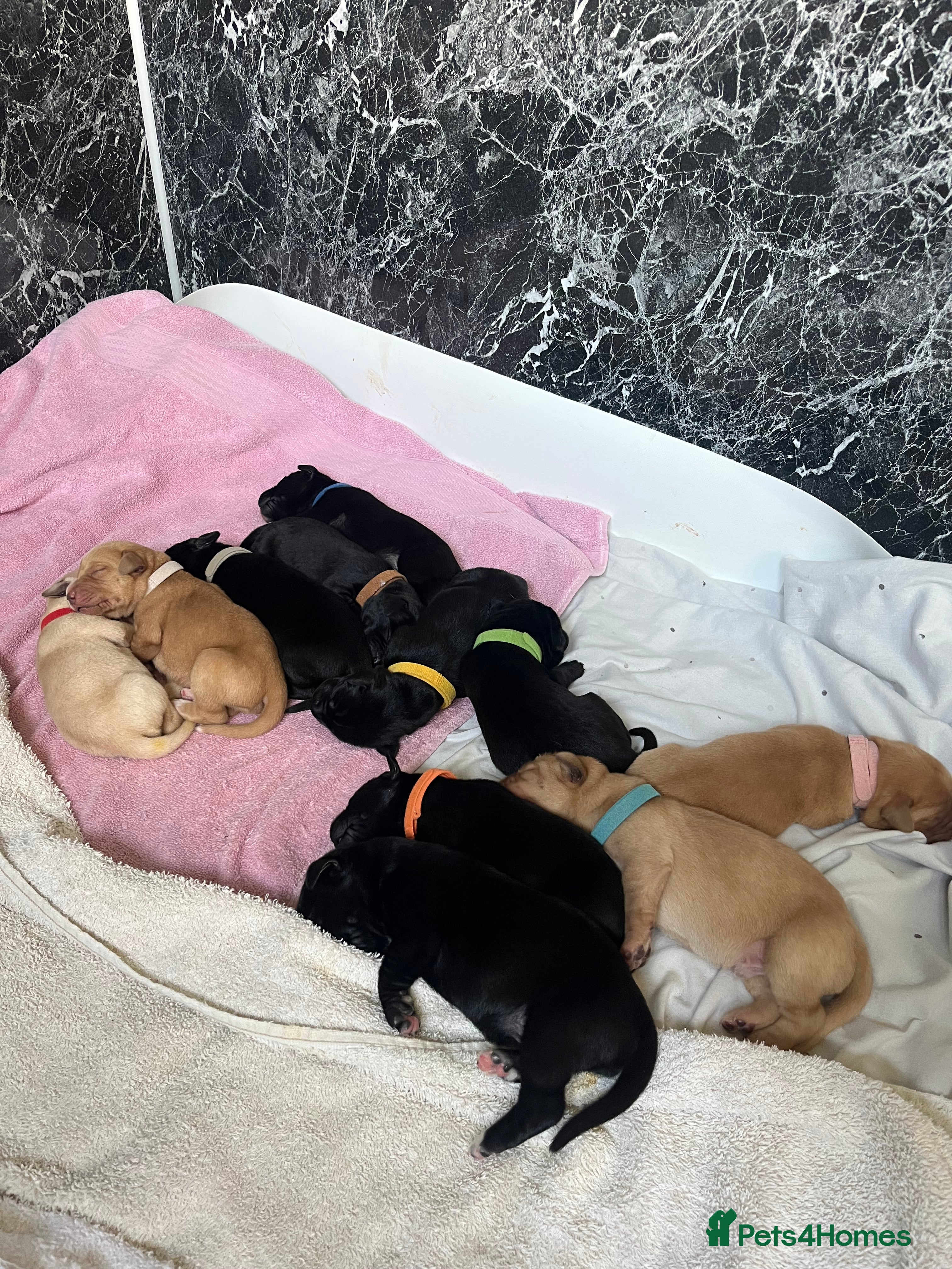 Mixed Breed dogs 💛 Fox Red Lab × Pointer Puppies – Ready 11/3/26 - Advert 1