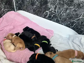 Mixed Breed dogs 💛 Fox Red Lab × Pointer Puppies – Ready 11/3/26 - Advert 6