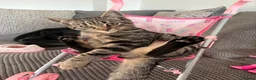 Domestic Shorthair cats for sale: 1 year Old Male Tabby Cat in Loughborough - Advert 4