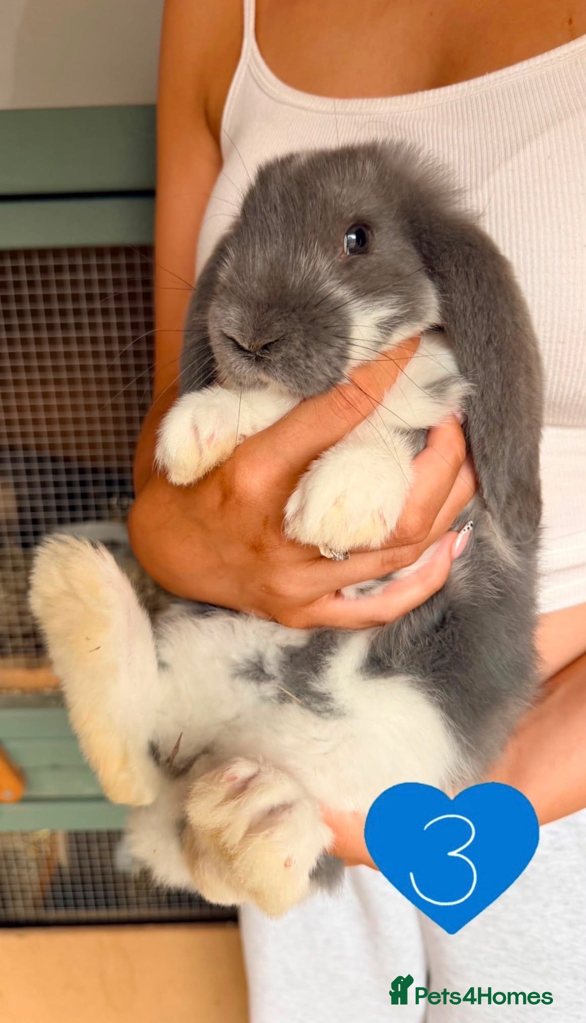 French Lop rabbits Gorgeous French lop babies - Advert 12