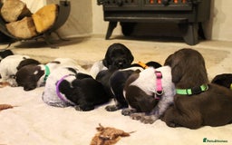 Mixed Breed dogs for sale: German wirehaired pointer x German wirehaired/Lab - Image 2