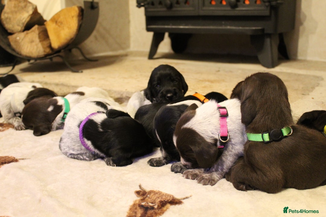 Mixed Breed dogs for sale: German wirehaired pointer x German wirehaired/Lab - Image 2