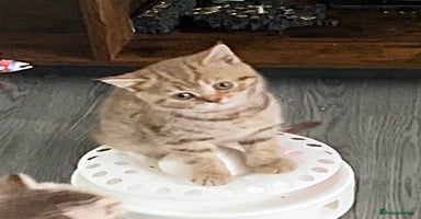 British Shorthair cats - Advert 9
