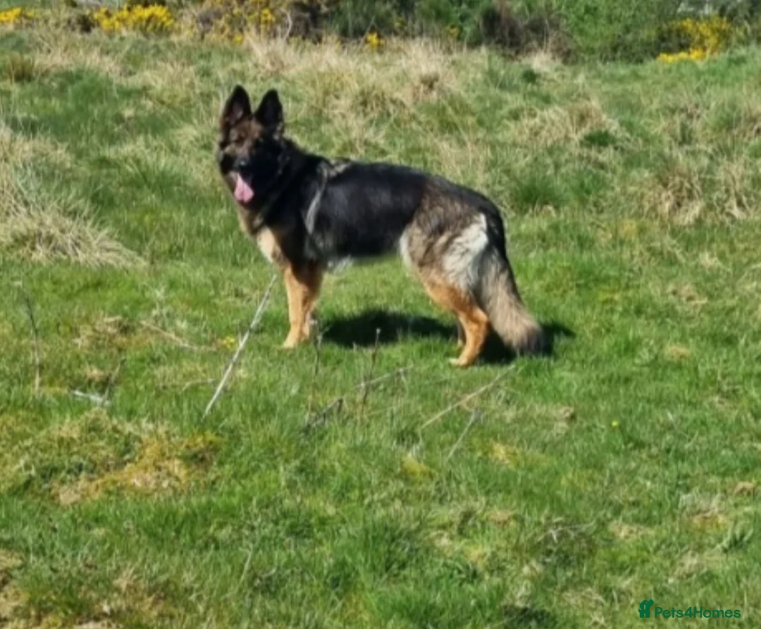 German Shepherd dogs for sale: German shepard puppies  - Advert 9