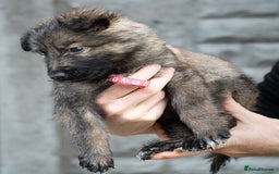 German Shepherd dogs for sale: German Shepherd Puppies - Image 18