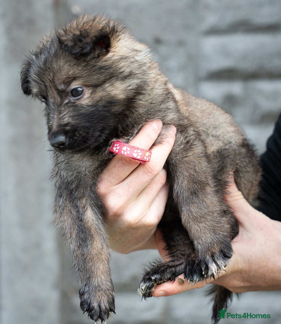 German Shepherd dogs for sale: German Shepherd Puppies - Image 18