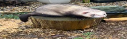 Ferret rodents for sale: Ferret for sale in Bishop's Stortford - Advert 4