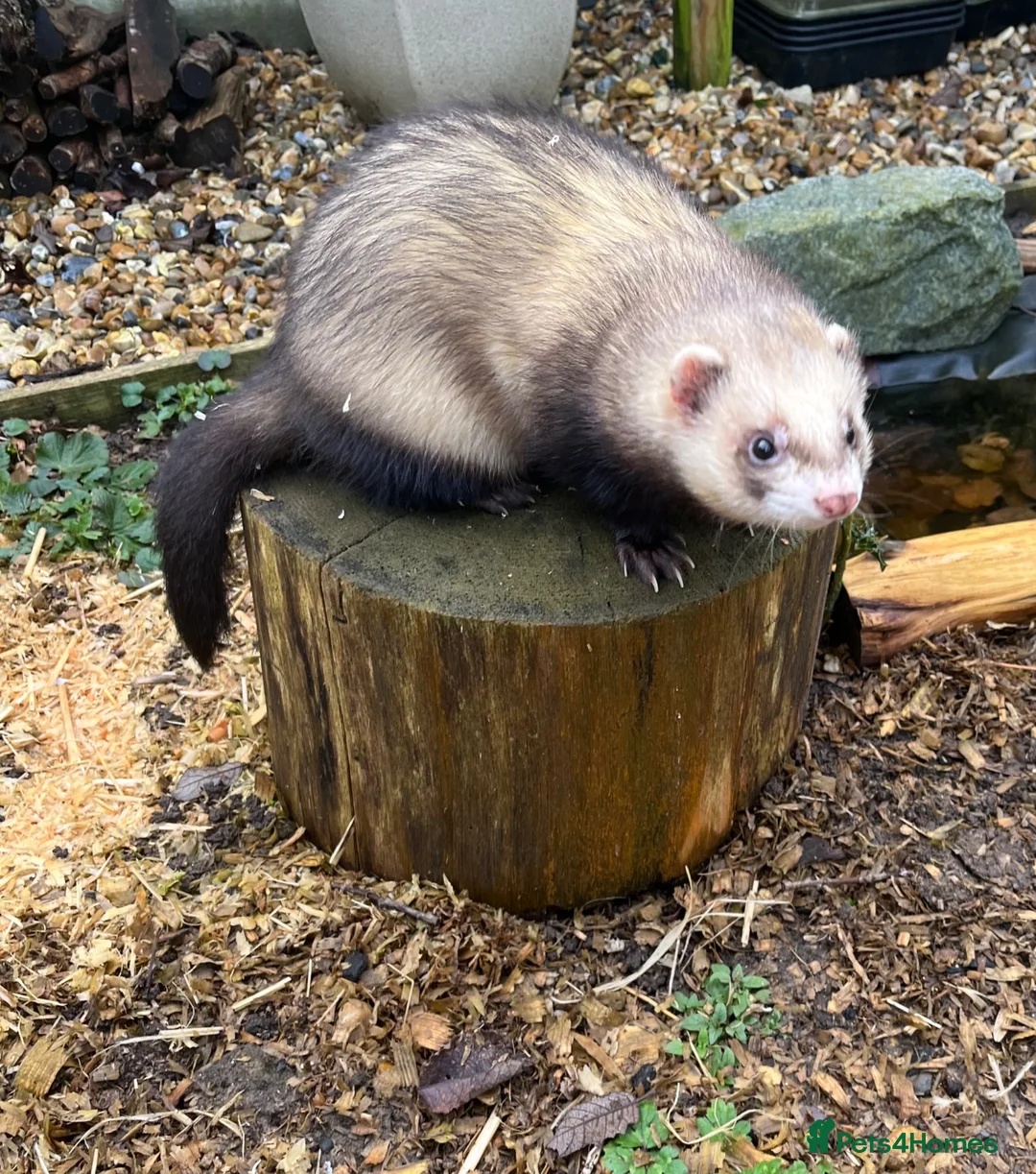 Ferret rodents for sale: Ferret for sale in Bishop's Stortford - Advert 4
