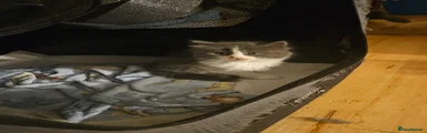 Mixed Breed Kitten 5
