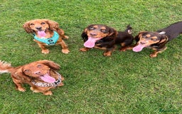 Cocker Spaniel dogs for stud: 🐾 Proven Stud - Healthy Working Cocker Spaniel 🐾 - Image 12