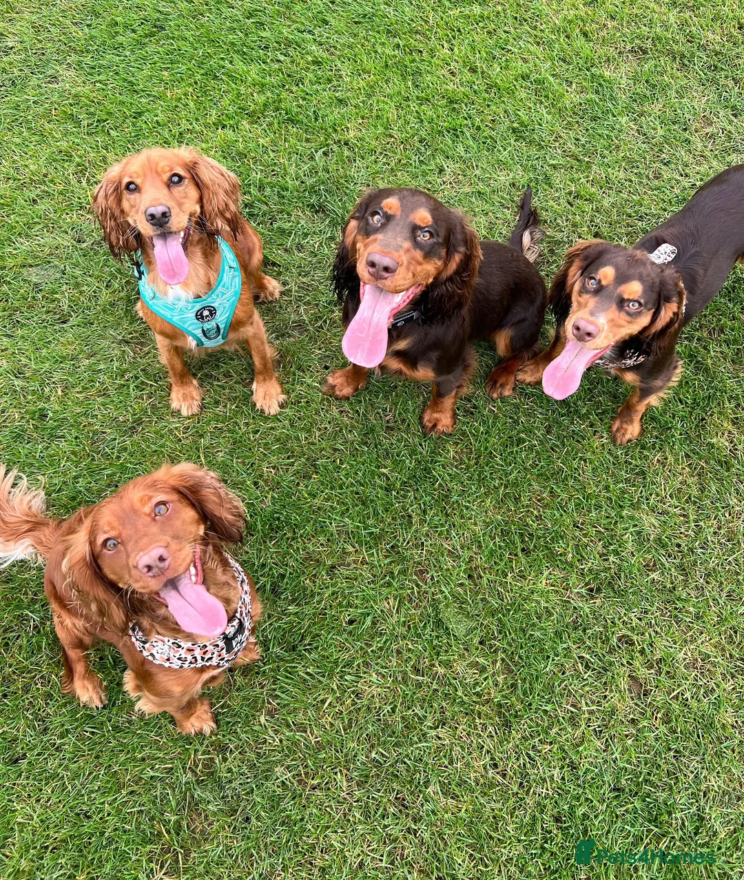 Cocker Spaniel dogs for stud: 🐾 Proven Stud - Healthy Working Cocker Spaniel 🐾 - Advert 3