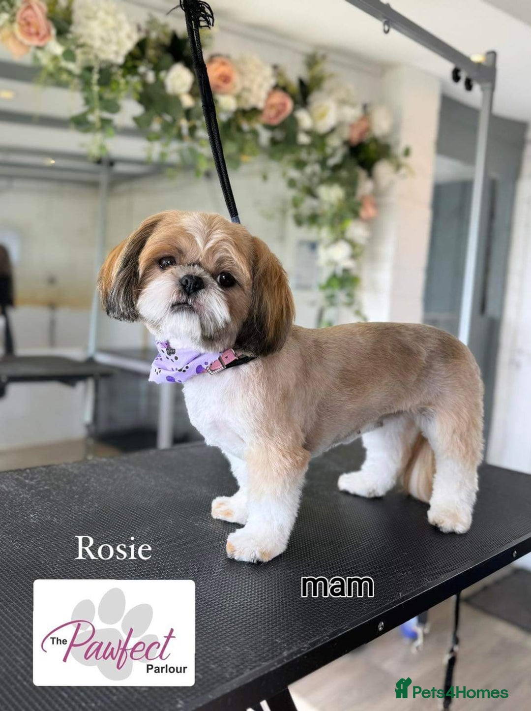 Shihpoo dogs for sale: Absolutely stunning F1 shihpoo puppies  - Image 16