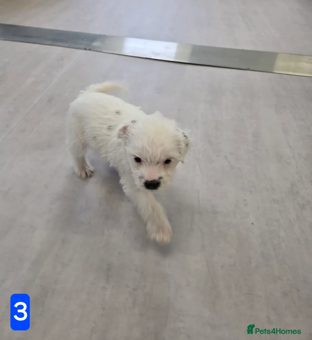 Jack Russell dogs for sale: Jack russel boys in Swanscombe - Advert 7