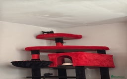 Domestic Shorthair cats for sale: Kitten for sale  - Image 4