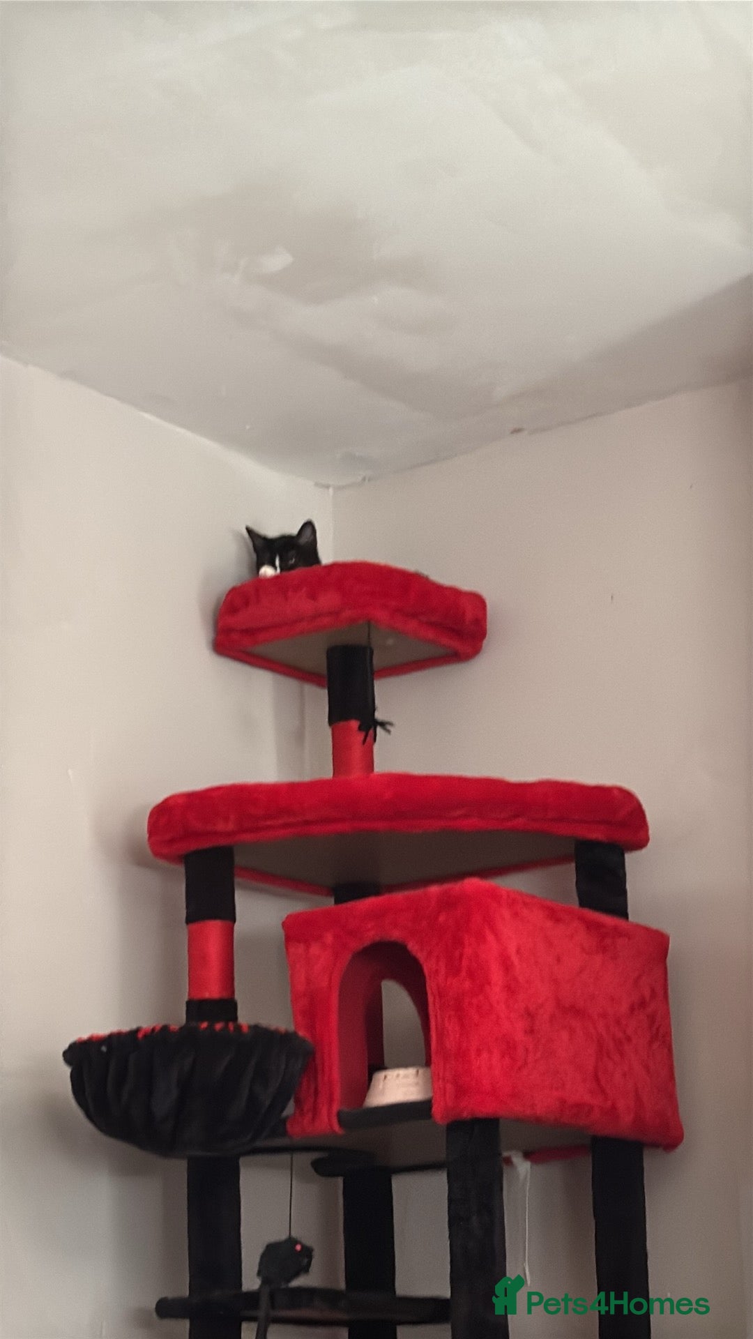 Domestic Shorthair cats for sale: Kitten for sale  - Image 4