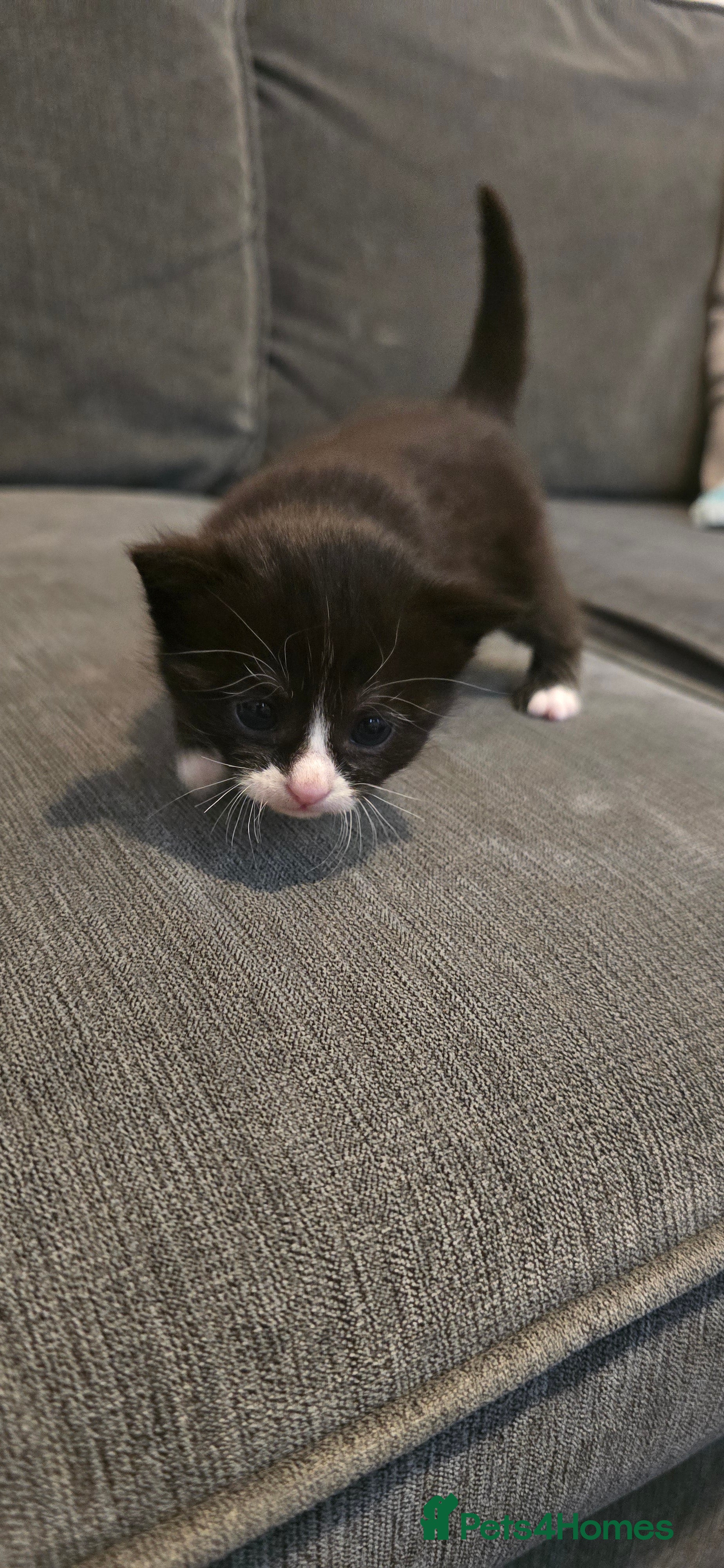 Mixed Breed cats 5 mixed kittens  - Advert 9