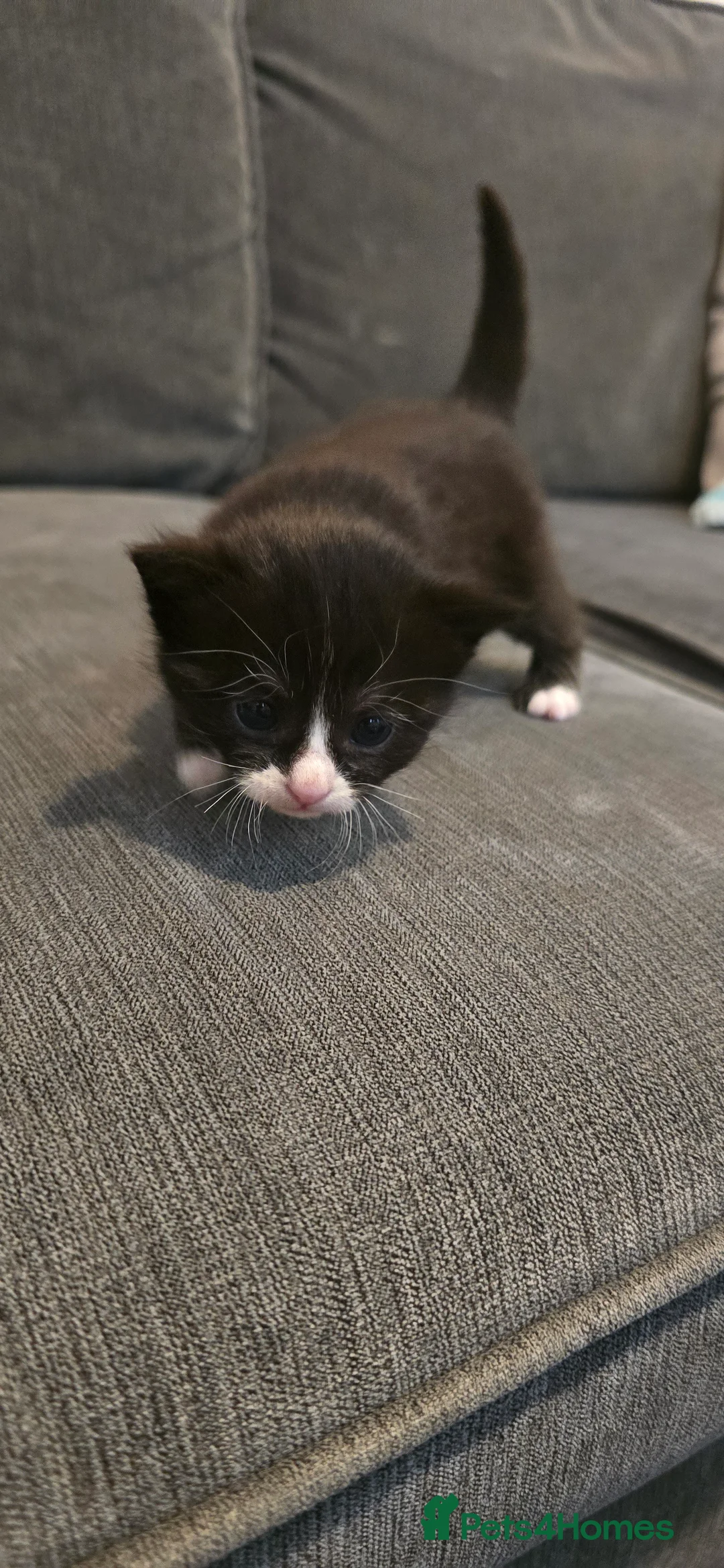 Mixed Breed cats for sale: 5 mixed kittens  - Advert 2