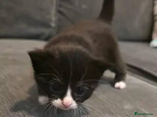 Mixed Breed cats 5 mixed kittens - Advert 9