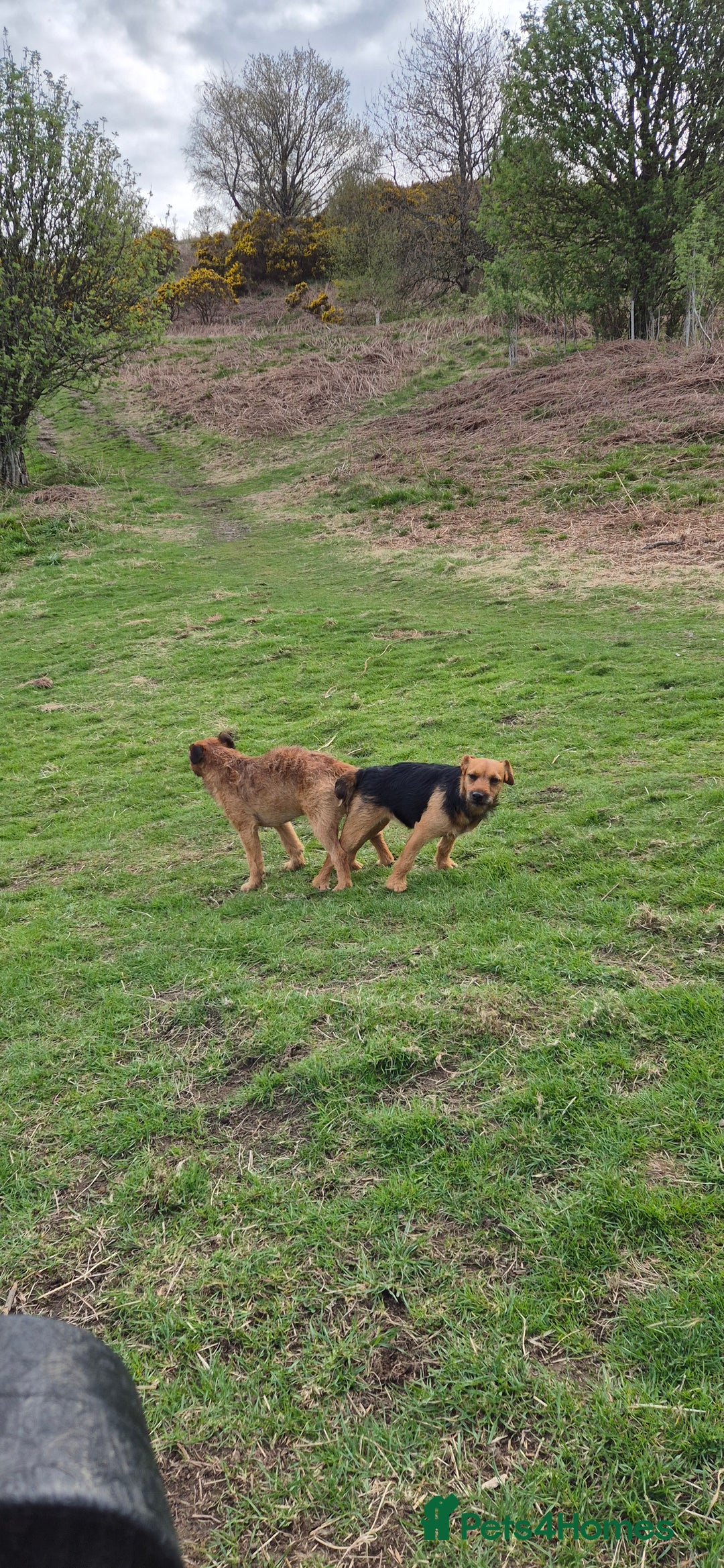 Patterdale Terrier dogs for sale: Patterdale x lakeland pups  - Image 19