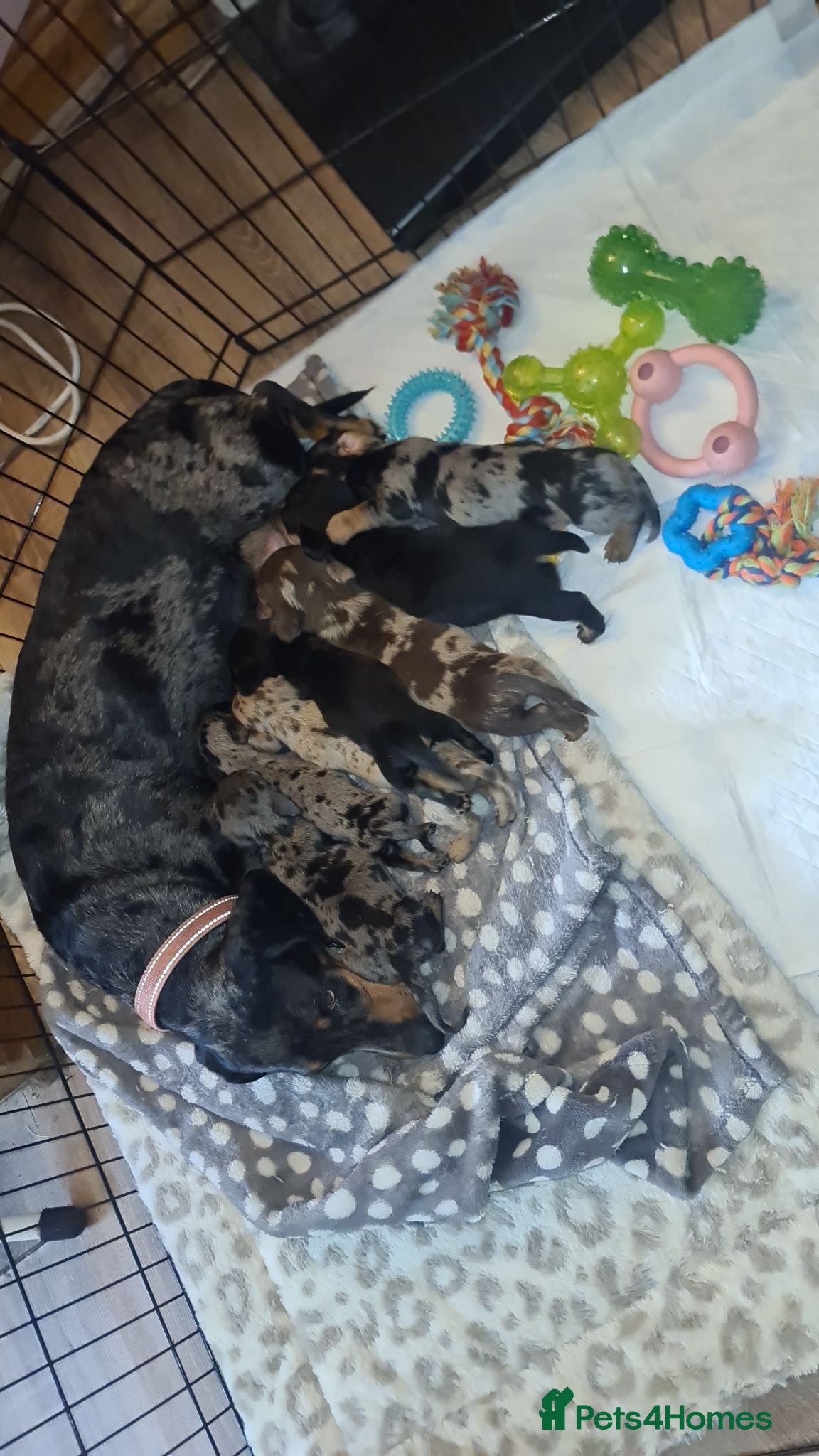 Dachshund dogs Dachshund puppies - Advert 1