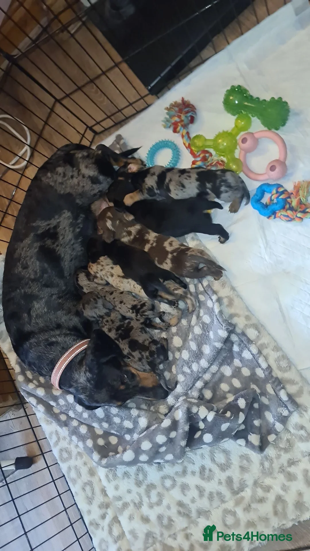 Dachshund dogs for sale: Dachshund puppies - Advert 1
