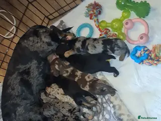 Dachshund dogs Dachshund puppies - Advert 1