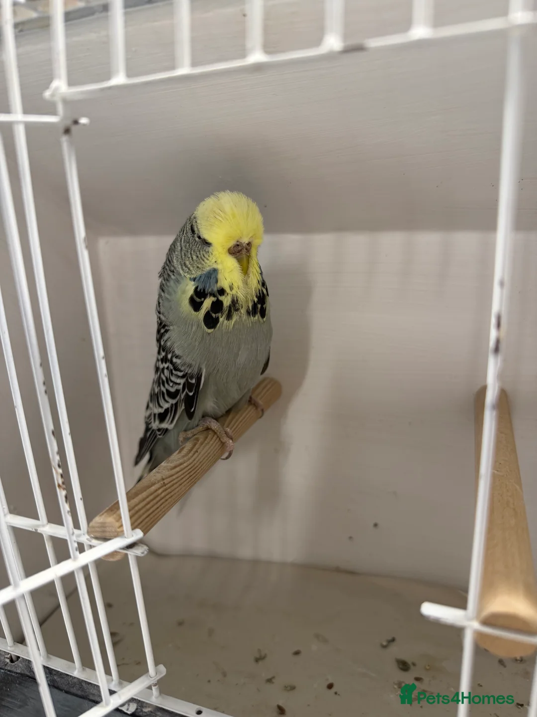 Budgerigars birds for sale: English budgies - Advert 8