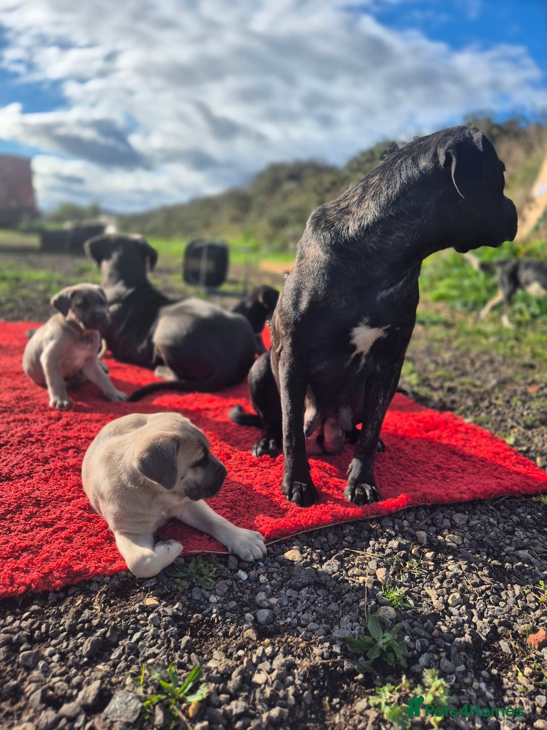 Cane Corso dogs for sale: Class Corsos  - Advert 15
