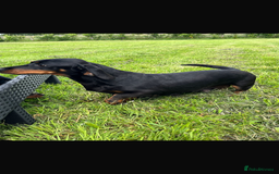 Miniature Dachshund dogs for sale: Beautiful silver dapple long haired girl - Image 12