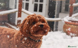 Mixed Breed dogs for sale: Cavapoochon Pups Wait List South Yorkshire - Image 5