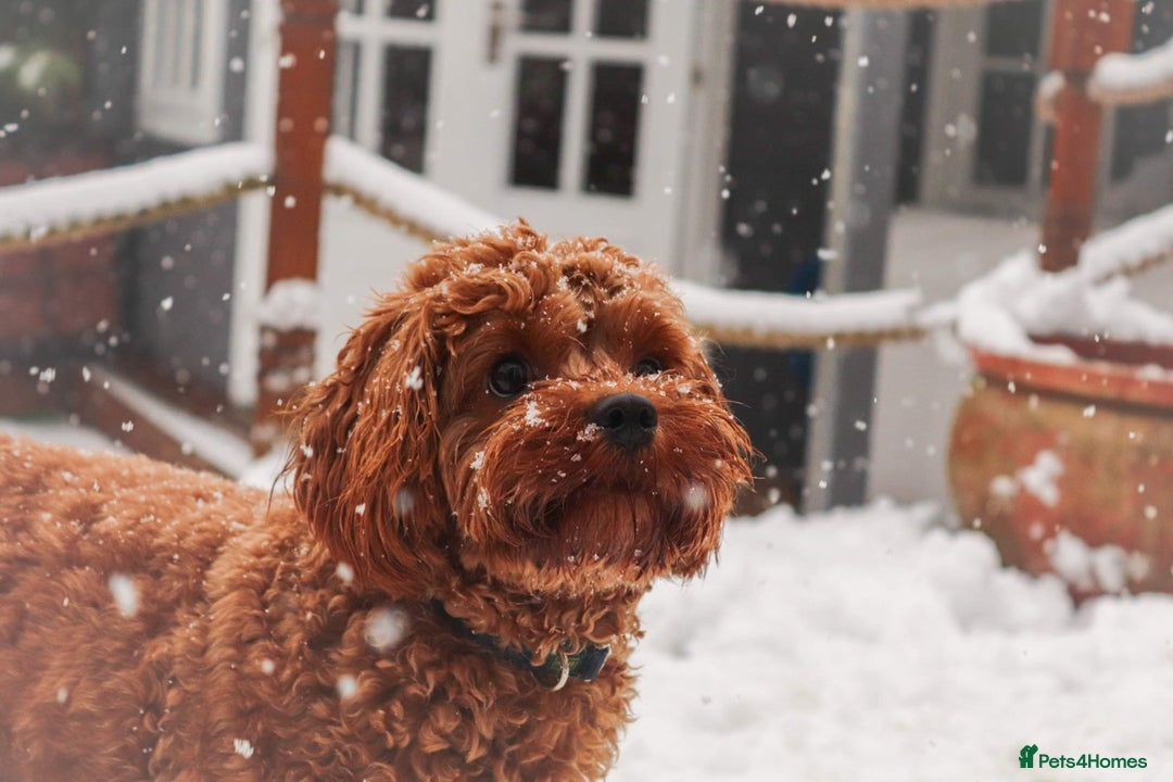 Mixed Breed dogs for sale: Cavapoochon Pups Wait List South Yorkshire - Image 5