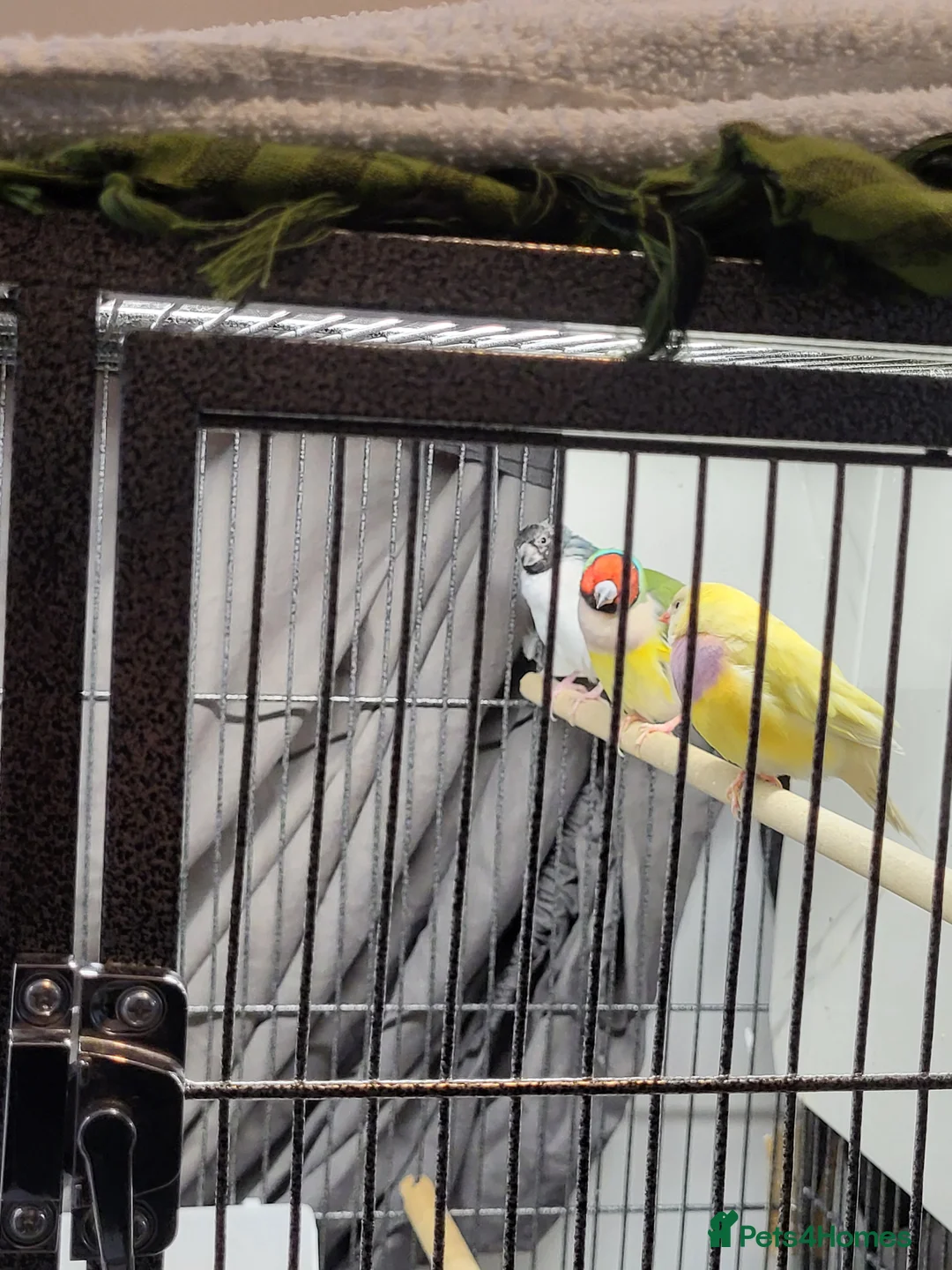 Finches birds for sale: Proven breeding pairs Gouldian finches - Advert 7