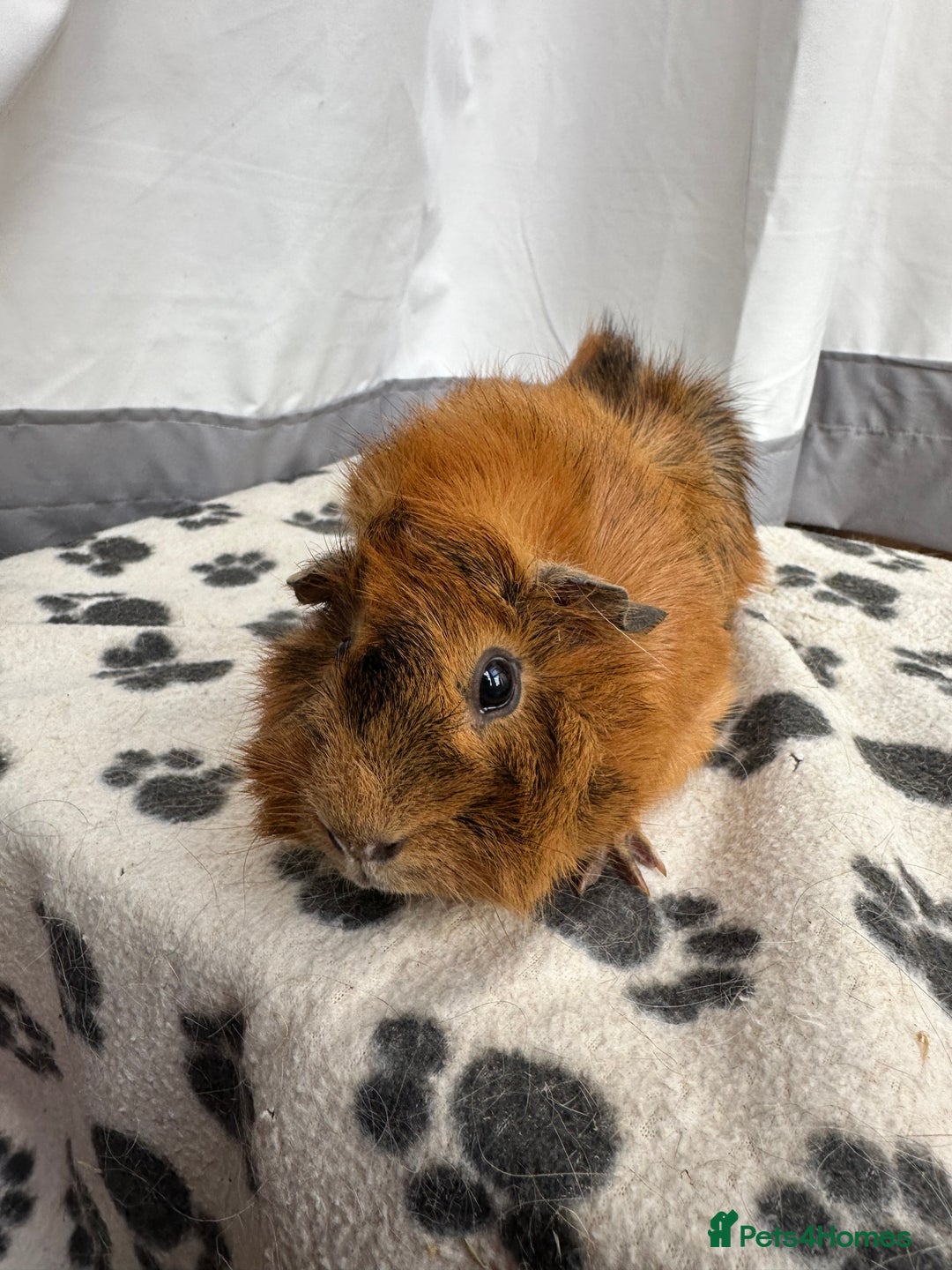 Guinea Pig rodents for sale: Female guinea pig  - Advert 2