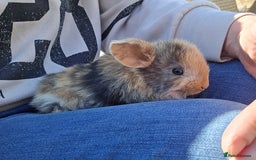 Mini Lop rabbits for sale: Mini lop bunnies - Image 2
