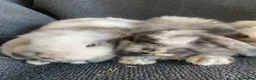 Mini Lop rabbits for sale: Mini lop litter. A pair for £60 - Advert 6