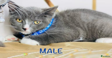 British Shorthair cats - Advert 13