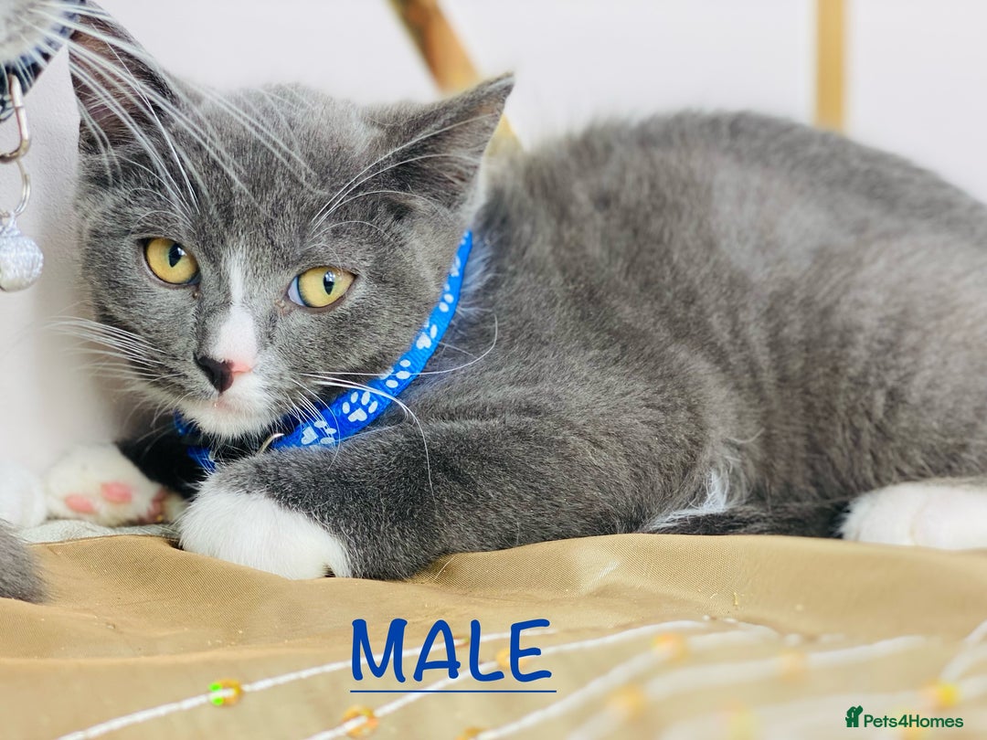 British Shorthair cats for sale: British shorthair x ragdoll mix  - Image 2