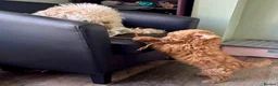 Miniature Poodle dogs for sale: Miniature Poodle puppies. Health tested parents!  - Advert 14