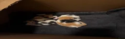 Mixed Breed cats for sale: Kittens for sale  in Doncaster - Advert 2