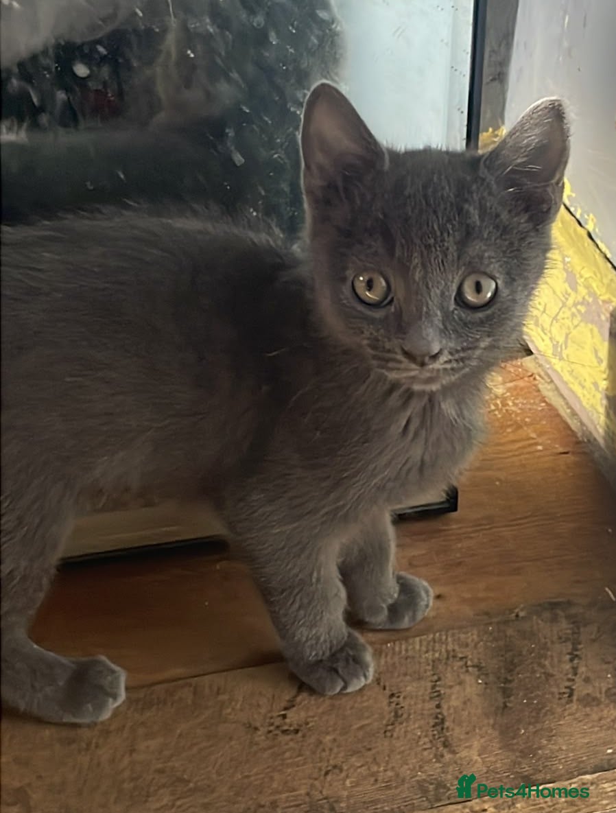 Mixed Breed cats British shorthair cross kittens - Advert 5