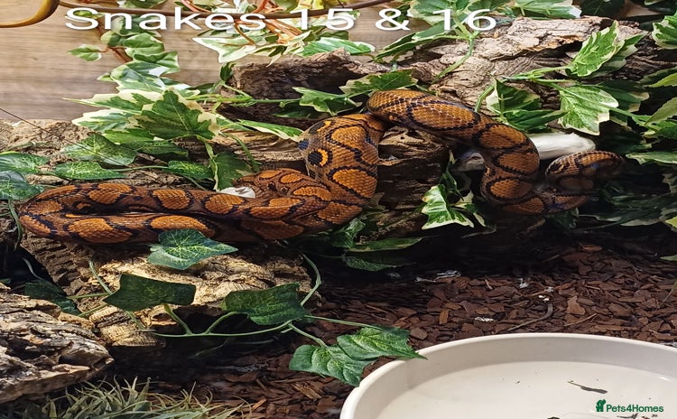 Python Snake reptiles - Advert 2