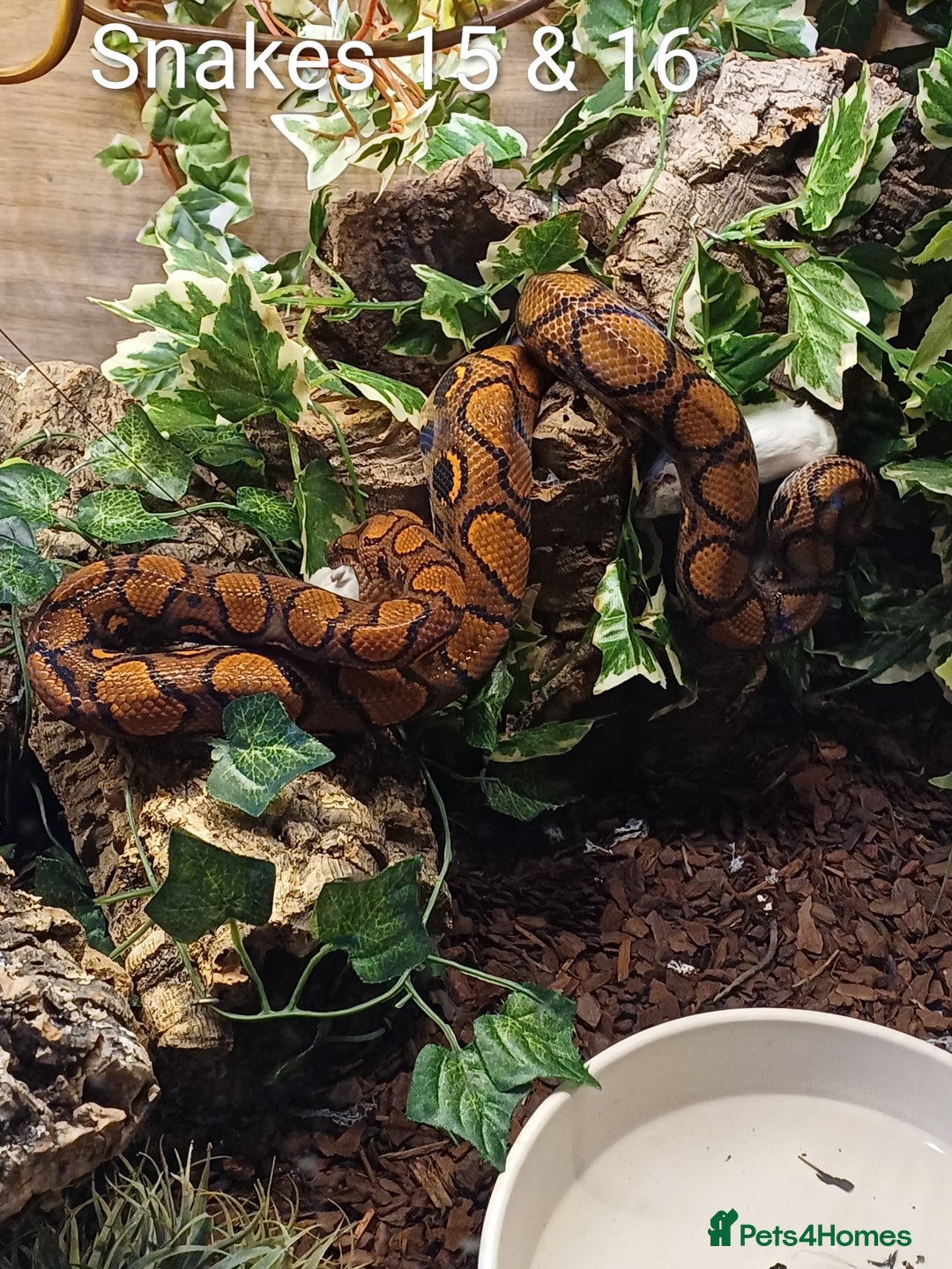 Python Snake reptiles for sale: Snakes for sale - Image 1