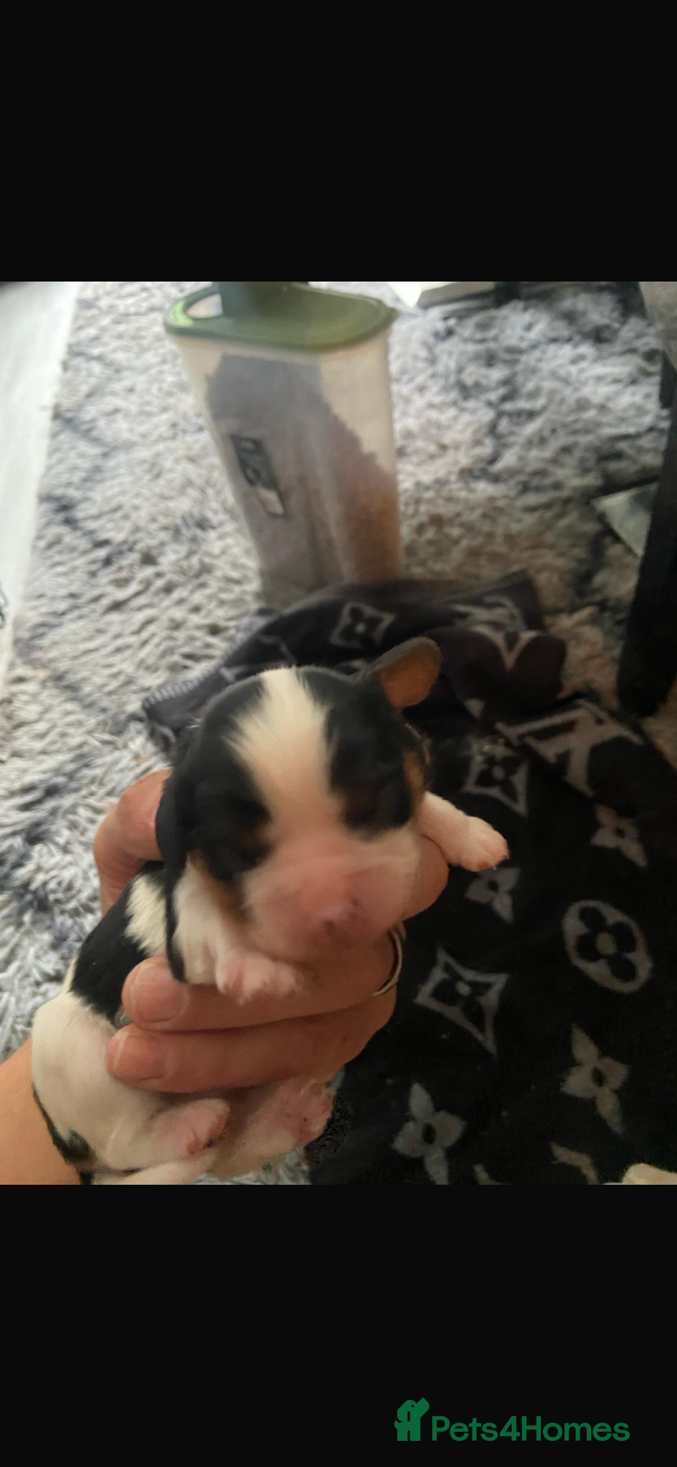 Cavalier King Charles Spaniel dogs for sale: Beautiful Cavalier King Charles Spaniel Puppies - Advert 4