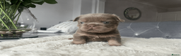 French Bulldog dogs for stud: PROVEN STUD - Advert 5