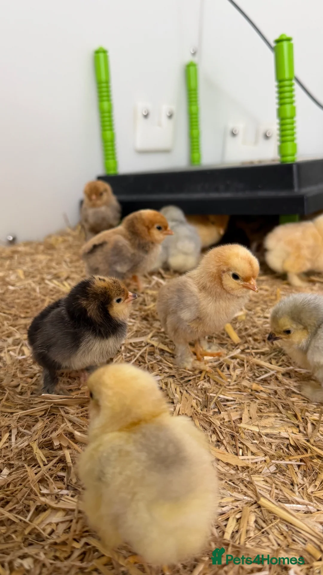 Chickens poultry for sale: Barbu D’uccle (booted bantam) - Advert 3